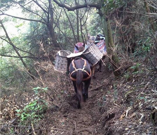 馬幫運(yùn)輸公司