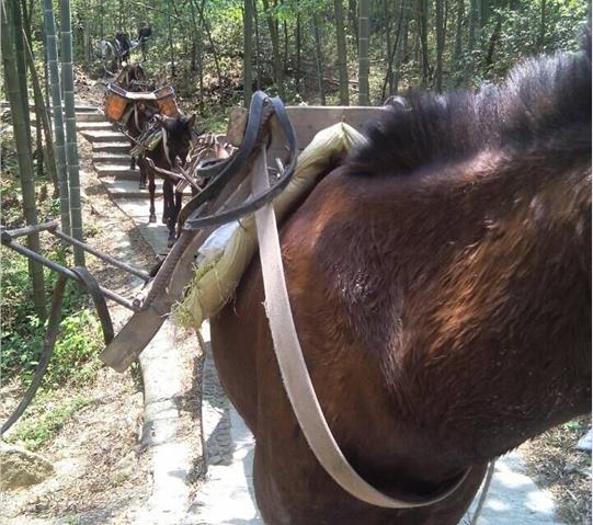 騾馬隊(duì)運(yùn)輸