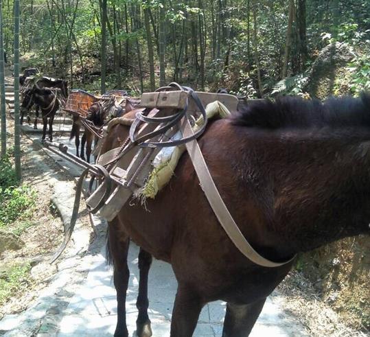山路騾馬運(yùn)輸