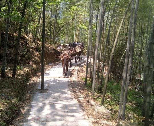 馬隊(duì)運(yùn)輸公司